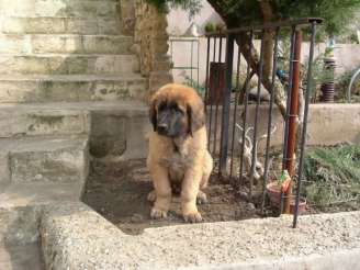 Cyrano